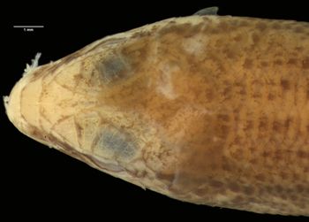 Media type: image;   Herpetology R-37205